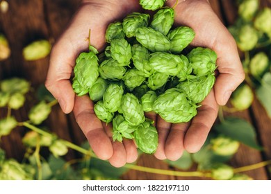 Man hands with ripe green hop cones over aged wooden desk surface. - Shutterstock ID 1822197110
