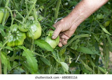 Man hands in tomatoes plants showing tomatoes - Shutterstock ID 688085116