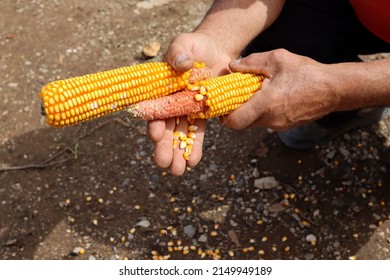 A man hands with two ripe corn and peels the grain outdoor in the countryside yard on a sunny spring day