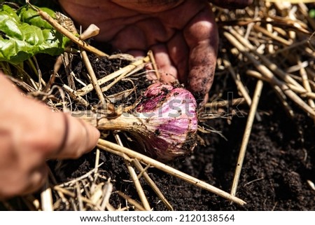 Man harvesting a garlic plant, garden and vegetables, male hands