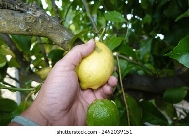 man harvesting lemon from lemon tree, ripe lemon ready for harvesting - Powered by Shutterstock