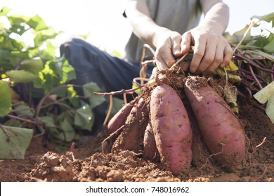 Man Harvesting Sweetpotato