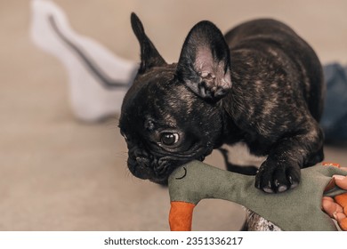 Man having fun and playing with puppy,French Bulldog.A dog bites a textile toy,close-up.Family and animal life concept. - Powered by Shutterstock