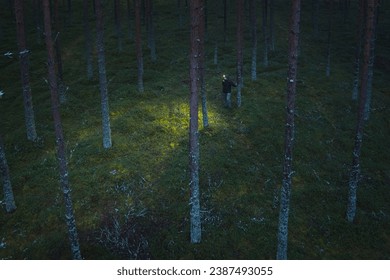 A man with a headlamp wanders through a pine forest, as seen from a drone. High quality photo