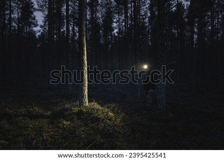 A man with a headlamp wanders through a pine forest in dark. 