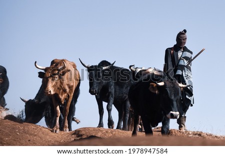 Man herding cattle in Lesotho 