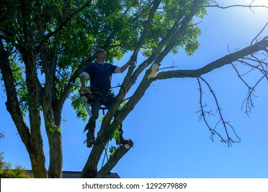 1,724 Ash Tree Man Images, Stock Photos & Vectors | Shutterstock