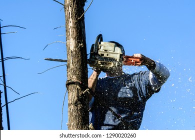 Man High In Pine Tree With Safety Straps Cutting Top With Gas Powered Chainsaw With Wood Chips Flying