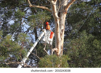 Man In High Visibility Work Wear Up In A Tree