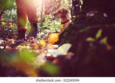 Man Hiking In Autumn Colorful Forest With Dog