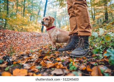 Man Hiking In Autumn Colorful Forest With Dog