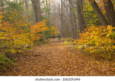 Man Hiking In Prince William Forest Park