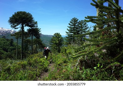 Man hiking Villarrica Traverse trail through Araucaria araucana forest (Monkey puzzle tree) on mountainside, Villarrica National Park, outdoor activity in Chile, Ecotourism in South America