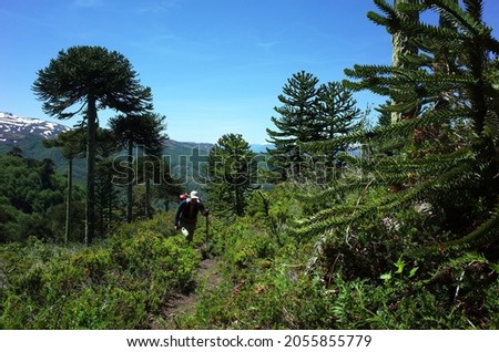 Man hiking Villarrica Traverse trail through Araucaria araucana forest (Monkey puzzle tree) on mountainside, Villarrica National Park, outdoor activity in Chile, Ecotourism in South America