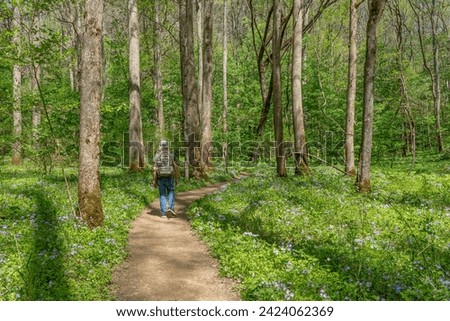 A man hiking in the Whiteoak Sinks basin in Great Smoky Mountains National Park during spring when the wildflowers are in full bloom, including blue phlox, white trillium, wild geranium, and mayapple.
