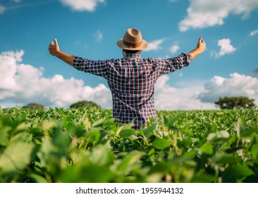 Man With His Back To The Viewer In A Field Of Soy. Farmer Thanking For The Harvest Or Rain.