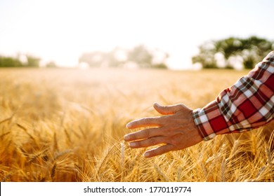 A man with his back to the viewer in a wheat field touched the hand of wheat. Farmer hand touching wheat ears. Agriculture and harvesting concept. - Shutterstock ID 1770119774