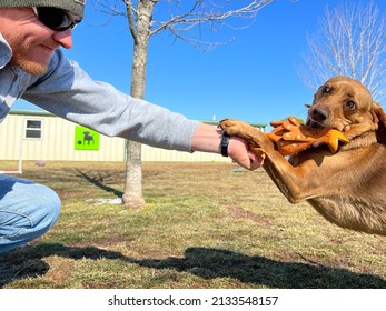 Man And His Dog Play Tug Of War With Squeaky Toy Chicken Outdoors In Front Yard At Canine Enrichment Positive Daycare And Training Center 