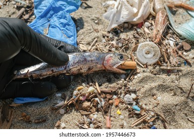 Man Hold Dead Anchiovies With Cigarette Butt In The Mouth On Contaminated Sea Coast,waste Pollution