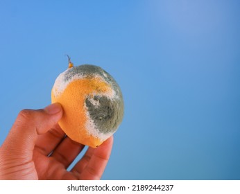 A Man Hold The Rotten Lemon Isolated With Blue Background.