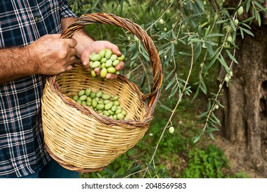 Man holding a basket with freshly collected olives from the olive tree in the garden. Harvesting in mediterranean olive grove in Sicily, Italy. Gardener in ecobio garden. - Powered by Shutterstock