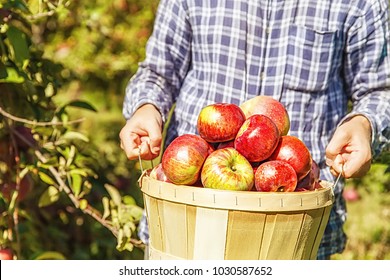 Man Holding A Basket With Ripe Apples.  Apple Picking. Close Up. Copy Space For Your Text