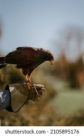 Man Holding Beautiful Falcon Hawk Wild Bird Of Pray In Field Autumn Fall Foliage With Glove