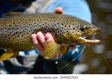 Man holding a big trout he caught fly fishing in a river in the summer - Powered by Shutterstock