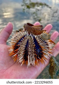 Man Holding Black White Orange Cake Sea Urchin Creature Bare Hand On Tide Pool