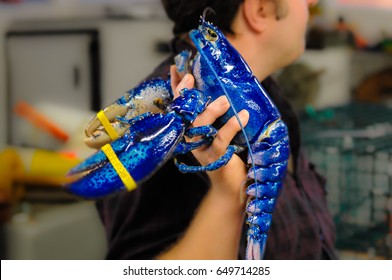 Man Holding Blue Lobster