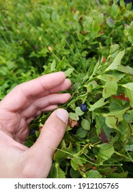 Man holding blueberries in his hand - Shutterstock ID 1912105765