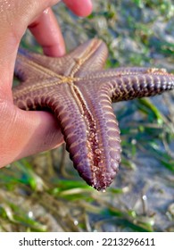 Man Holding Blunt Arm Starfish Showing Tube Feet Sea Star Creatures On Tide Pool