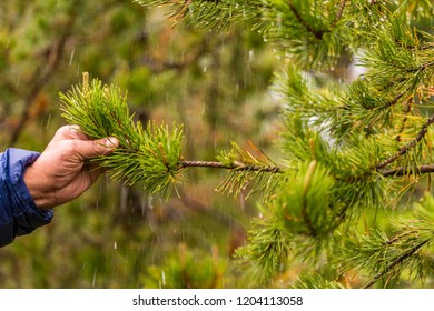 Man Holding A Branch Of Pine With Rain Drops On Needles. Rainy Wather In The Forest