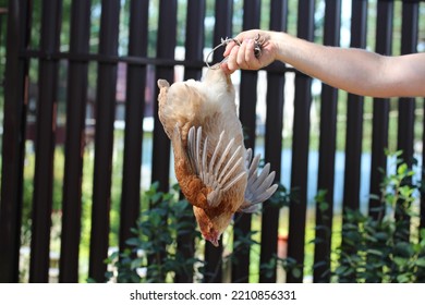 Man Holding Brown Hen Upside Down. Chicken Before Slaughter.
