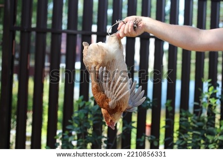Man holding brown hen upside down. Chicken before slaughter.
