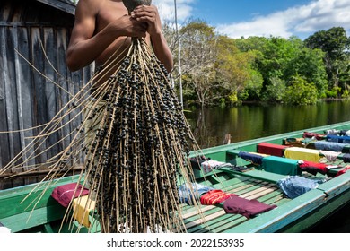 Man Holding Bunch Of Fresh Acai Fruit In Amazon Rainforest In Summer Sunny Day. Concept Of Environment, Ecology, Sustainability, Biodiversity, Superfood, Bioeconomy, Healthy Food. Amazonas, Brazil.