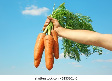 Man Holding Carrots In Field