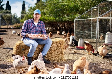 Man Holding Chicken Eggs On The Farm