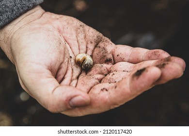 man holding a cockchafer grub, gardening insect  - Shutterstock ID 2120117420