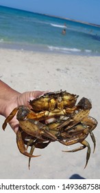 A Man Holding A Crab In His Hand On The Beach. A Man Caught A Crab Resting On The Sea. The Crab Is Holding A Crab. Two Crabs During The Breeding Season.