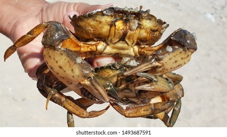 A Man Holding A Crab In His Hand On The Beach. A Man Caught A Crab Resting On The Sea. The Crab Is Holding A Crab. Two Crabs During The Breeding Season.