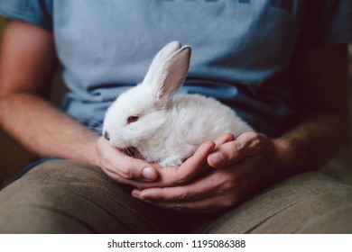 Man holding cute white rabbit. Closeup - Shutterstock ID 1195086388
