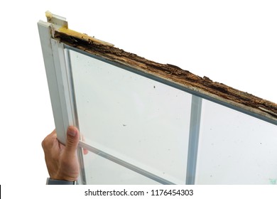 Man Holding A Damaged Window With Wet Rot In The Top Of The Wooden Frame During Replacement In Preparation For Winter Over White