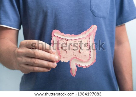 Man holding decorative model intestine. Healthy digestion concept, probiotics and prebiotics for microbiome intestine. Close up