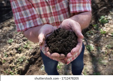 Man Holding Dirt In His Hands In A Garden, Victory Garden Concept