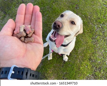 Man Holding Dog Treats Above A Labrador Puppy On A Leash.