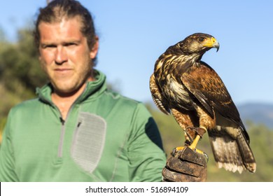 man holding a falcon on his arm. Harris eagle. - Powered by Shutterstock