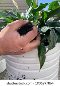 A Man Holding A Fist Full Of Dirt To Put In A Flower Pot With A Peace Lily Plant, Or Spathiphyllum. This Houseplant Is In A Large, White Planter With Indented Rings Around It For A Contemporary Look.