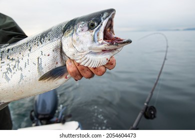 Man Holding Fresh Caught Coho Salmon On The Puget Sound In Washington State