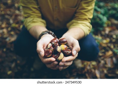 Man holding fresh Chestnuts picked from the forest floor - Powered by Shutterstock